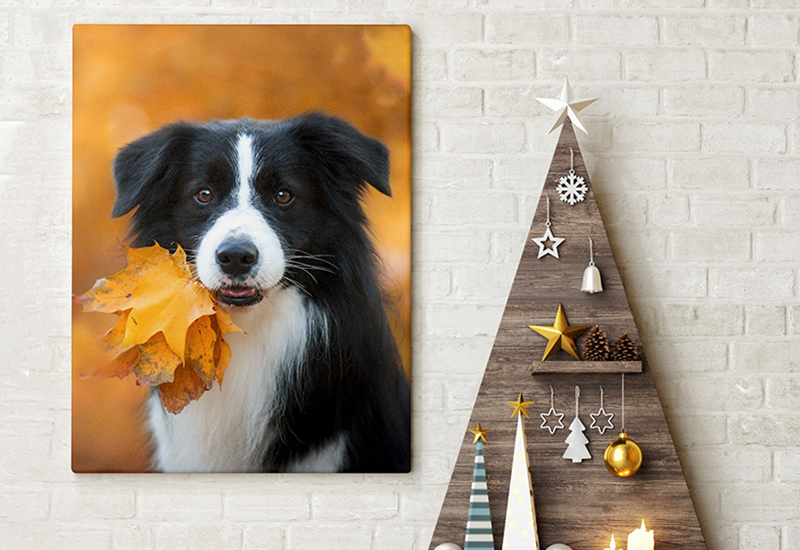 pet photography wall art