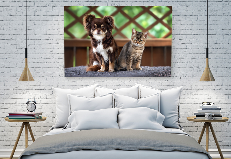 pet photos for home