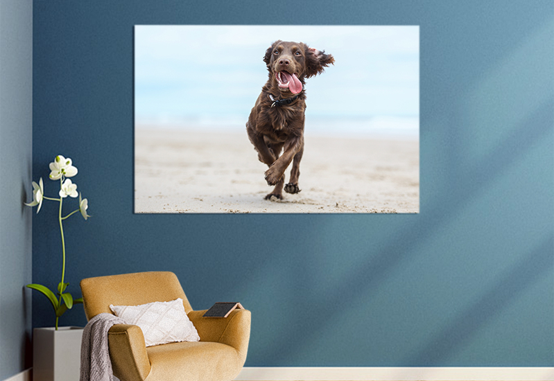 pet pictures for home